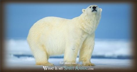 Mammal Symbolism & Meaning | Spirit, Totem, & Power Animal Bear Symbolism, Polar Bear Hunting, Polar Bear Facts, Bear Spirit Animal, Native American Animals, Bear Spirit, Bear Totem, Symbolism Meaning, Animal Meanings