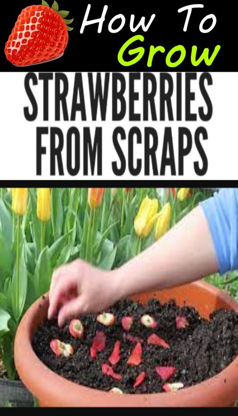 How To Grow From Scraps, How To Plant Strawberries From Fruit, Replant Strawberries, Strawberries Growing Tips, Starting Strawberries From Fruit, Raised Garden Beds For Strawberries, When To Start Strawberry Seeds Indoors, Plant Strawberry From Fruit, Planters For Strawberries