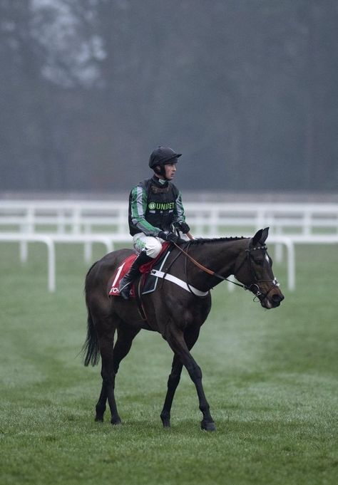 Paddock Aesthetic, Eventing Cross Country, Horse Walking, Horse Riding Aesthetic, Horse Family, Faster Horses, Horse Anatomy, Thoroughbred Horse Racing, Race Horse