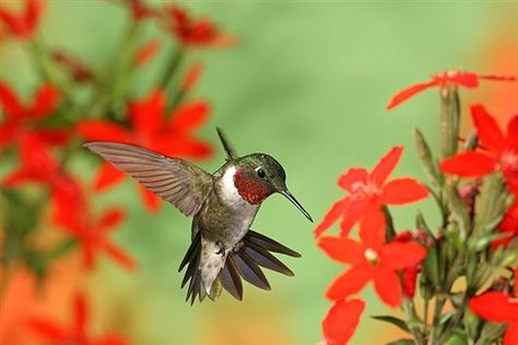 bing+images+hummingbird | Red Hummingbird Flowers - Bing Images Hummingbird Migration, Hummingbird Tattoos, Hummingbird Wings, Red Hummingbird, Hummingbird Plants, Hummingbird Pictures, Cardinal Flower, Ruby Throated Hummingbird, Hummingbird Flowers