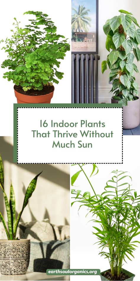 Plants Dark Room, Plants That Dont Need Sunlight, Plants With Low Light, Plant For Bathroom With No Windows, Tomato Container Gardening, Indoor Plants Decor Living Room, Big Indoor Plants, Plants Low Light, Indoor Plants Low Light