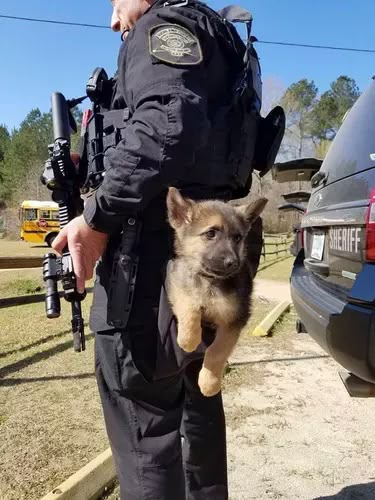 20 Dogs With Very Important Jobs | Cuteness Military Dogs, Cute Animals Puppies, Police Dogs, Shepherd Dogs, Shepherd Puppies, German Shepherd Puppies, Cute Animal Photos, Animal Pics, Working Dogs