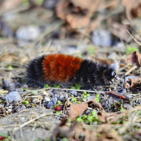 What Is a Woolly Bear Caterpillar? Wooly Caterpillar, Caterpillar Tattoo, Wooly Bear Caterpillar, Woolly Bear, Bear Attack, Swamp Milkweed, Birch Leaf, Tiger Moth, Bear Spray