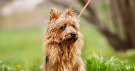 Australian Terrier Puppies, Puppy Names Unique, Australian Dog Breeds, Dandie Dinmont Terrier, Crate Training Puppy, Expensive Dogs, Dog Breeds List, Australian Terrier, Silky Terrier