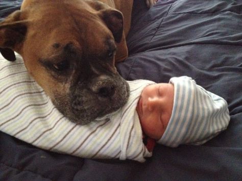 boxer with baby Boxer Newborn Pictures, Puppy Boxers, Boxer And Baby, Cesar Millan, Boxer (dog), Puppy Kisses, Dog Exercise, Boxer Love, Boxer Puppies