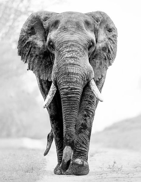 Ross Couper Photography | WILDLIFE IN BLACK AND WHITE African Animals Photography, Drawing Elephant, Elephant Photography, Elephant Wallpaper, Elephants Photos, Elephant Drawing, Elephant Tattoo, Elephant Painting, Elephant Tattoos