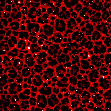 Wallpaper Backgrounds Red, Backgrounds Red, Red Widget, Cheetah Print Wallpaper, Animal Print Background, Print Background, Scene Emo, Emo Scene, Mall Goth