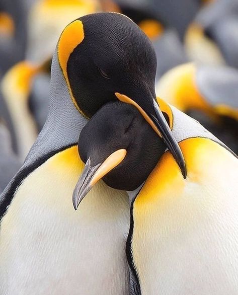 Two penguins share a hug Pinguin Illustration, Emperor Penguins, Travel Photography Nature, Animals Tattoo, Heartwarming Pictures, Penguin Love, Cute Penguins, Sweet Animals, Animal Photo