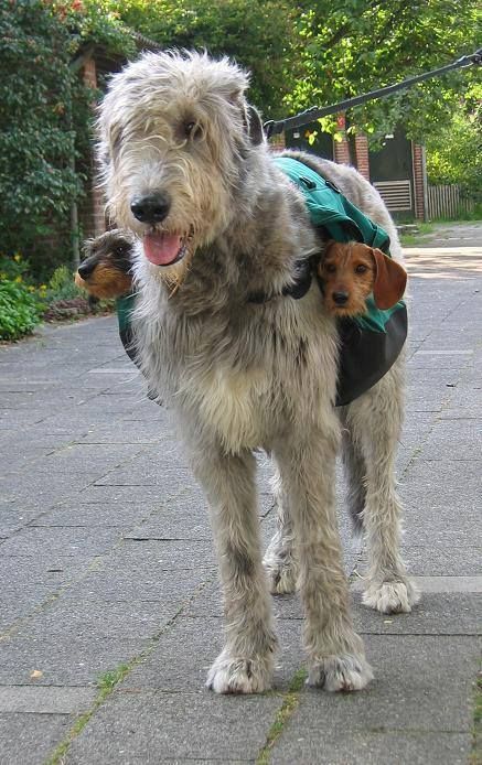 ‘Two Subwoofers’, An Irish Wolfhound Wears A Pair of Dachshunds On Either Side of a Saddle Bag Irish Wolfhound, Large Dog Breeds, Beautiful Dogs, Big Dogs, Animals Friends, Dog Life, Large Dogs, I Love Dogs, Dog Bed