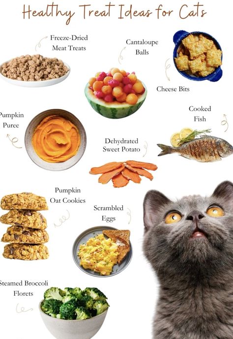 What Food Can Cats Eat, Healthy Cat Meals, Home Made Food For Cats, Healthy Cat Diet, Foods Cats Can And Cant Eat, Healthy Homemade Cat Treats, Homemade Dry Cat Food, Raw Diet For Cat, Foods Safe For Cats