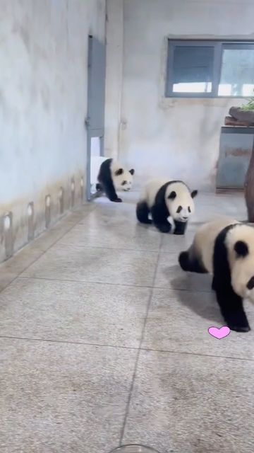 Panda Videos, Panda Gif, Best Pov, Baby Panda, Fluffy Animals, Cute Panda, Funny Anime Pics, Cute Gif, Panda Bear