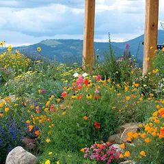 Page 2 | Wildflower Mix, Wildflower Seed Mixtures - American Meadows | Seed Life Cycle: Mix of Annuals & Perennials; Ideal Region: West High Country Gardens, Seeding Lawn, American Meadows, Making Plant Pots, Wild Fire, Echinacea Purpurea, Home Garden Plants, Wildflower Garden, Seed Company