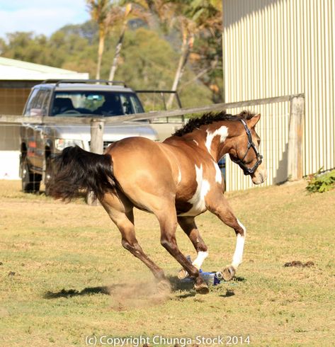 VR Pinto canter view from behind all legs up by Chunga-Stock on DeviantArt Horse Running Front View, Horse Galloping Photography, Galloping Horse And Rider, Galloping Horse Painting, Horse Galloping On Beach, Horse Galloping, Stables, Rear View, Deviantart