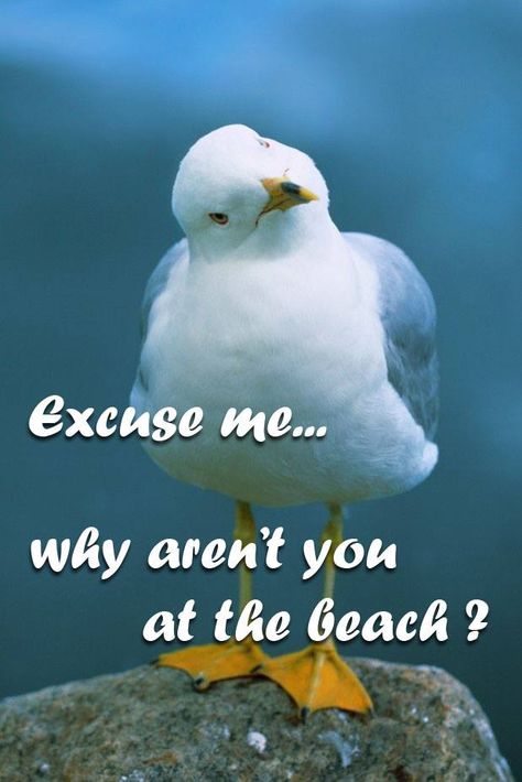 Well... why aren't you? #beach #seagull Beach Life Quotes, Work Work Work, And So It Begins, Ocean Quotes, I Love The Beach, Beach Please, Beach Quotes, Las Vegas Hotels, Beach Signs