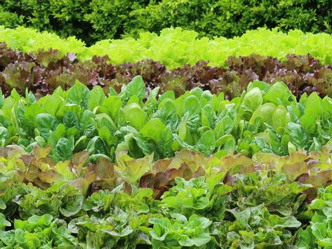 Growing Romaine Lettuce: A Complete Guide — Meadowlark Journal Romaine Lettuce Growing, Diy Fertilizer, Lettuce Seeds, Seed Starting Mix, Organic Pest Control, Plant Guide, Bountiful Harvest, Romaine Lettuce, Organic Fertilizer