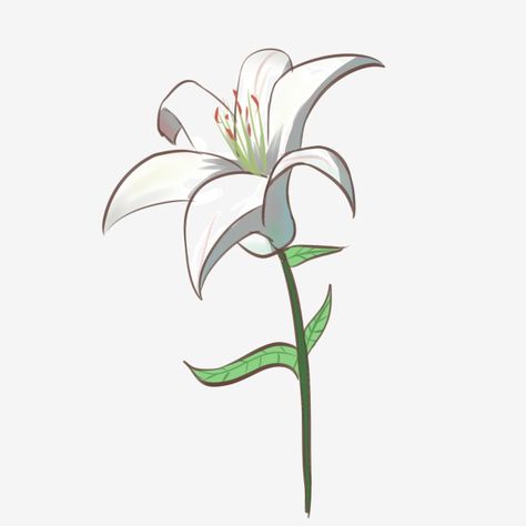 Easter Lilly Drawings, Easter Lily Drawing, White Lily Drawing, Easter Lily Tattoo, Lilly Illustration, Tucson Tattoo, Lily Flower Illustration, Lilies Illustration, Lilly Flower Drawing