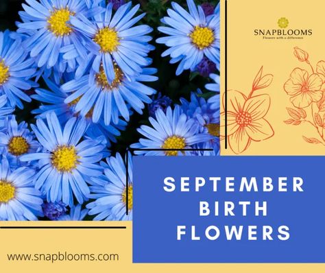 September-birth-flowers-and-Meanings Flower And Meaning, September Zodiac Sign, Flowers And Their Meanings, September Flower, Birth Month Colors, September Born, Birthday Flower Delivery, September Birth Flower, Birth Colors