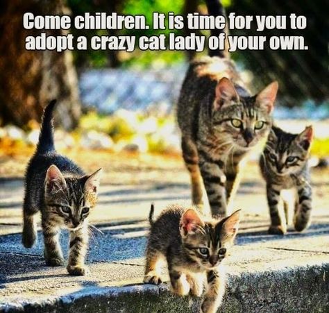 Funny Animal Quotes, Funny Cat Memes, Cat Quotes, Funny Cat Pictures, Funny Cute Cats, Silly Cats, Funny Animal Pictures, Pretty Cats, Cat Stuff