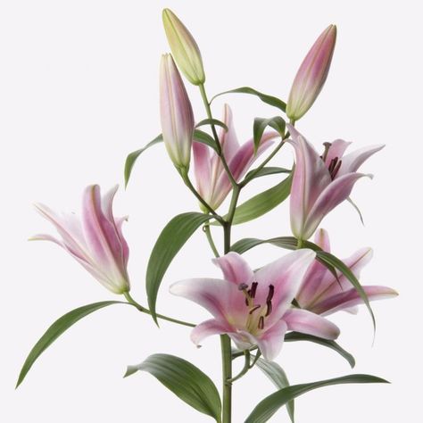 First Blush Long-Stem Deluxe Lily Tree Lily, Lily Flowers, Flowers Bouquet Gift, Nothing But Flowers, Flower Therapy, Language Of Flowers, Flower Lover, Lily Flower, Flower Delivery