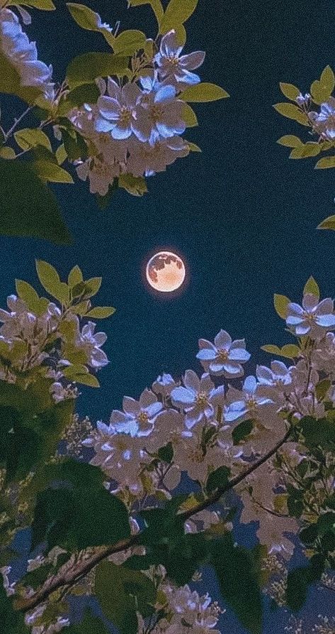 Night Sky, The Moon, Trees, Moon, Wallpapers, Flowers, White, Beauty