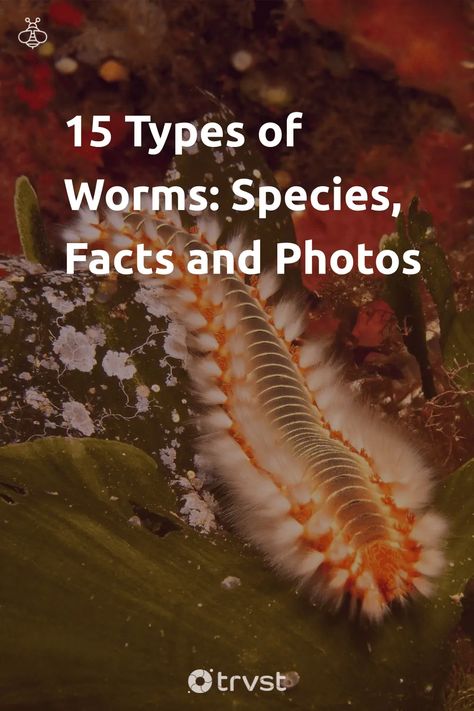 Unleash your nature curiosity and marvel at the variety, uniqueness & beauty of worm species! 😲 Not only will you discover cool worm facts and habitats, but also learn vital protection tips from parasitic invaders. It's a must-read! 👀🐛 #WormFacts #NatureLove #LearnSomethingNew #Biodiversity #EcoLiving Tape Worm In Humans, Worm Facts, Types Of Worms, Parasitic Worms, Types Of Humans, Earthworms, Ture Love, Eco Living, Types Of Rings