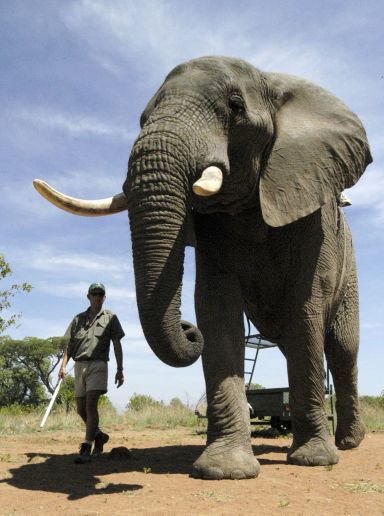 Nature's Giants: 27 of the world's biggest critters | Slideshow | Fox News The African Bush Elephant| Fox News The African Bush Elephant is the largest animal on land. Description from pinterest.com. I searched for this on bing.com/images What Animal Are You, African Bush Elephant, Biggest Elephant, Elephants Photos, Wild Elephant, Big Animals, Types Of Animals, Elephant Love, African Elephant