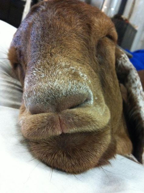 Halo the house goat sleeping like a rock Goat Houses, Goat Hoodwinked, Goat Sleeping, Goat Blanket, Goat Laying Down, Goat Meme, Goat House, Like A Rock, A Goat