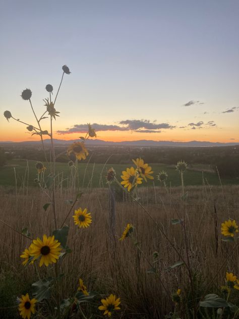 Finley Aesthetic, Hometown Aesthetic, Sunflower Field, Sunset Aesthetic, Sunflower Fields, Book Lovers, Sunflower, Collage, Flowers