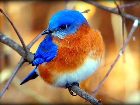 Bluebirds of nc | Eastern Bluebird--(my backyard buddies) Tattoo Feather, Eastern Bluebird, Orange Bird, Most Beautiful Birds, Kinds Of Birds, Bird Watcher, Backyard Birds, Bird Pictures, Pretty Birds