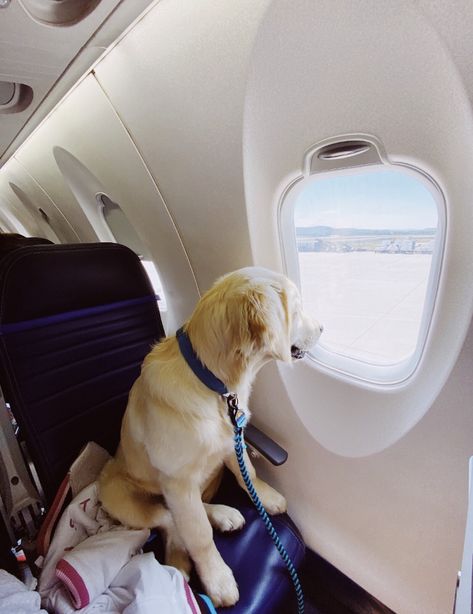 Dogs On Planes, Photos With Dog, Dog Rules, Welcome To The Party, Dog Barking, Pet Life, Dog Travel, Cute Animal Pictures, Service Dogs