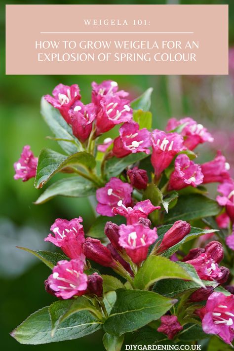 Everything you need to know about weigela can be found in this guide. Choose the best varieties and learn where to plant them and how best to maintain them. Discover how to solve disease and pest problems and find out which companion plants go well with this old-fashioned and underrated shrub that's made a comeback in recent years. #weigela #spring #springflowers #springgarden #garden #shrub Companion Plants, Unique Photos, Plant Growing, Plant Guide, Powdery Mildew, How To Grow Taller, Late Spring, Yellow Leaves, Yard And Garden