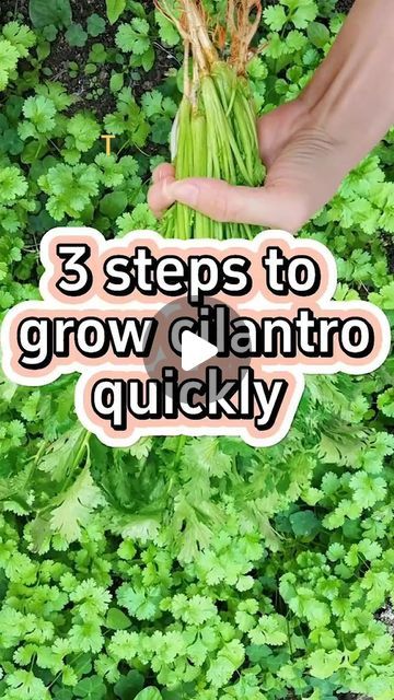 Plant Food Diy, How To Grow Cilantro, Grow Cilantro, Growing Cilantro, Organic Gardening Tips, Food Recepie, Unique Gardens, Small Space Gardening, Hobby Farms