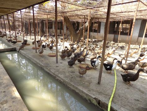 Small duck farm Poultry Farm Buildings, Poultry Farm Design, Luxury Entrance, Duck Farm, Backyard Ducks, Duck Farming, Amazing Food Platters, Goat House, Poultry Farming