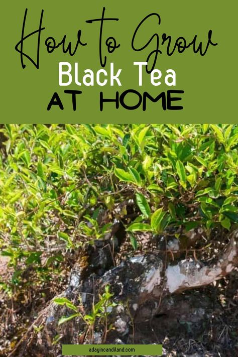 Black tea is made from the leaves of the plant Camellia Sinensis. It’s the most widely consumed type of tea in the world. Learn how to grow it here. Growing Tea, Type Of Tea, Herbal Tea Garden, Medicinal Herbs Garden, Black Tea Leaves, Tea Plant, Camellia Sinensis, Tea Benefits, Backyard Farming