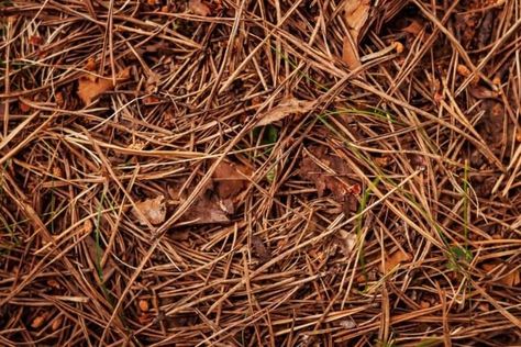 When To Use or Avoid Pine Straw as Mulch In Your Garden Pinestraw Landscaping Backyards, Pine Needle Mulch, Pine Straw Landscaping, Pine Straw Mulch, Straw Mulch, Types Of Mulch, Fl Keys, Chestnut Color, Pine Needles