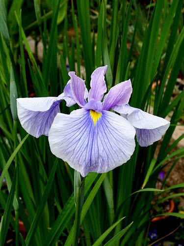 Iris ensata 'Fairy Carillion' | by brcotte2007 Iris Ensata, Moodboard Art, Most Beautiful Flowers, Irises, Flower Pictures, Floral Art, Beautiful Flowers, Watercolor Paintings, Paintings