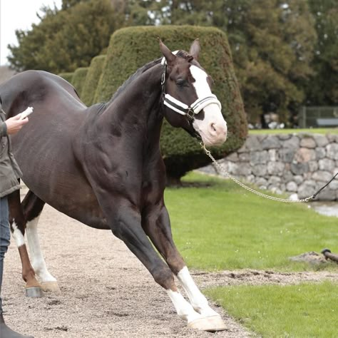 Swedish Warmblood, Horses Funny, Aqha Stallion, Funny Horse Pictures, Horse Markings, Warmblood Horses, Cutee Animals, Animal Action, Horse Anatomy