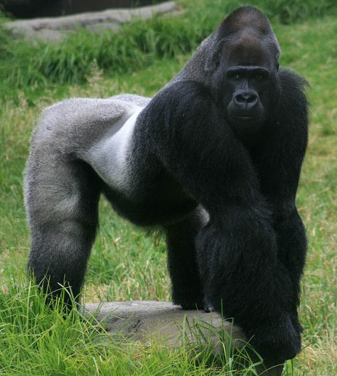 Harambe Gorilla, Gorillas In The Mist, Wild Animals Attack, Gorilla Gorilla, Silverback Gorilla, Animal Attack, Mountain Gorilla, Great Ape, Animal Groups