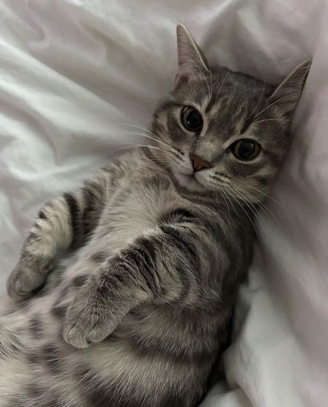 Grey Tabby, Grey Kitten, Cute Cats Photos, Cat Aesthetic, Funny Cute Cats, Cute Cats And Dogs, Silly Cats, Cute Creatures, Pretty Cats