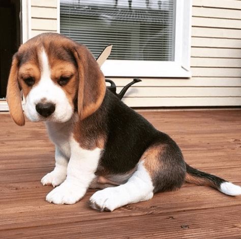 Beagle Pups, Pocket Beagle, Beagle Puppies, Cute Beagles, Beagle Puppy, Beagle Dog, Cute Dogs And Puppies, Puppy Pictures, Baby Dogs