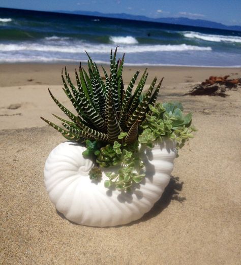 Seashell Planter Ideas, Seashell Planter, Shell Pot, Succulent Bowls, Ceramic Succulent Pots, Garden Wall Designs, Area Gourmet, Shell Planter, Succulent Garden Diy