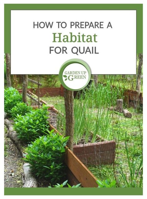 How to Prepare a Quail Habitat #button #quail #habitat #buttonquailhabitat Learn how to prepare a natural habitat before your quail arrive on the homestead. Quail Habitat, Quail House, Quail Family, Raise Quail, Button Quail, Quail Coop, Gamebirds, Raising Quail, Habitat Garden