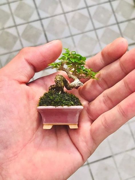 Shohin Bonsai Trees, Bonsai Sancang, Bougainvillea Bonsai, Trees In Winter, Bonsai Making, Ficus Bonsai, Bonsai Mini, Mame Bonsai, Mini Bonsai