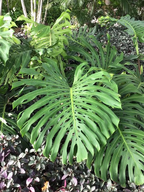 Wild Monstera, Deliciosa Plant, Tropical Landscape Design, Houseplant Care, Swiss Cheese Plant, Tropical Landscape, Herbal Plants, Philodendron Monstera, Cheese Plant