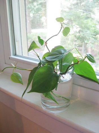 Philodendrons are sort of like aliens. You can clone them! Here's how you can get free house plants by snipping stems off the ones you already have. Greenhouse Kits For Sale, Plants From Cuttings, Easy House Plants, Young House, Young House Love, Greenhouse Kit, Free Plants, Plant Cuttings, House Plants Indoor