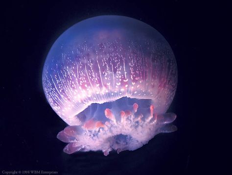 Cannonball Jellyfish ( Stomoloorphus meleagies ... Cannonball Jellyfish, Ocean Aesthetics, Sea Jellies, Creature Marine, Cnidaria, Life Under The Sea, Deep Sea Creatures, Beautiful Sea Creatures, Underwater Creatures