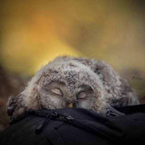 Owl Legs, Owl Sleeping, Baby Owl, Highland Cattle, Owl Pictures, Owl Lovers, Sleeping Habits, Sleep Well, Baby Owls