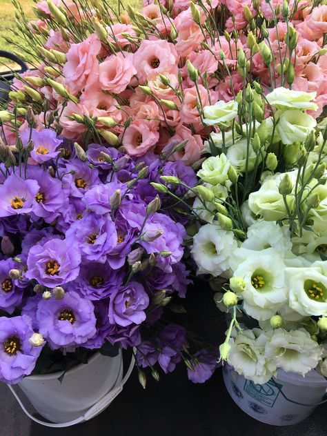 Lisianthus Flower Aesthetic, Listhanthus Flowers, Lisianthus Flower Bouquet, Liziantusz Flower, Lisianthus Aesthetic, Lisanthius Flowers, Lilac Lisianthus, Lisianthus Bouquet, Lisianthus Flower