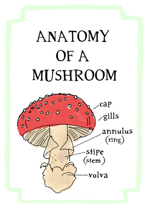 Julia Rothman. Her new book Nature Anatomy: The Curious Parts and Pieces of ... Parts Of Mushroom, Anatomy Of A Mushroom, Mushroom Anatomy, Parts Of A Mushroom, Nature Anatomy, Giveaway Design, Julia Rothman, Book Nature, Homeschool Nature Study