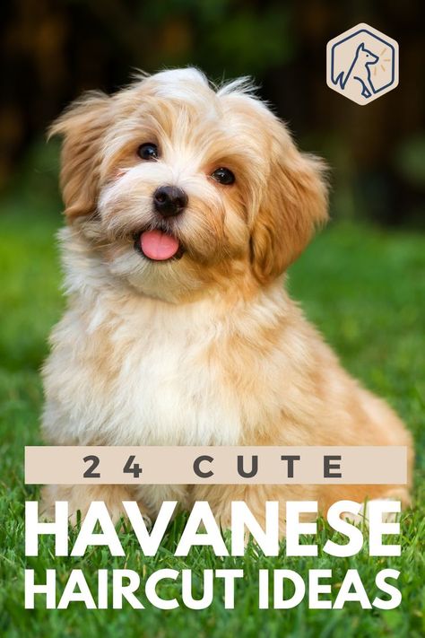 What’s the best hairstyle for your pet? We’ve tracked down 24 different Havanese haircuts to give you a few ideas. #Havanese #Doghaircut #Doghairstyleideas Havanese Haircuts, Havanese Grooming, Train Dogs, Havanese Puppies For Sale, Puppy Haircut, Bichon Havanais, Dog Grooming Styles, Puppy Grooming, Puppy Cut